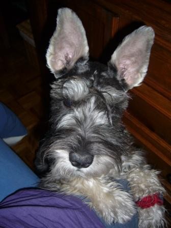 ODIE ES UN LATOSITO¡¡¡ JIJIJI ODIE ES UN LATOSITO¡¡¡ JIJIJI